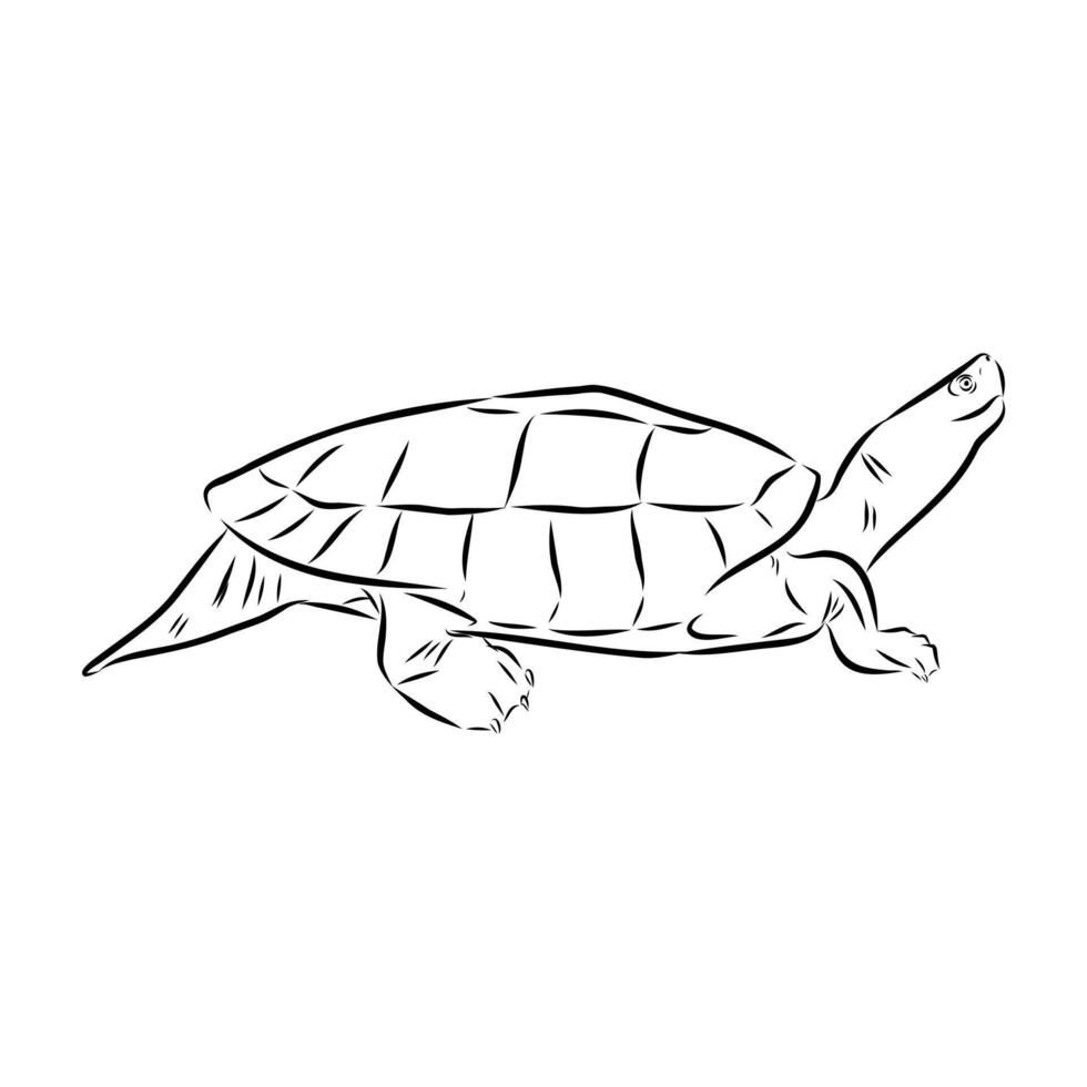 freshwater turtle sketch vector