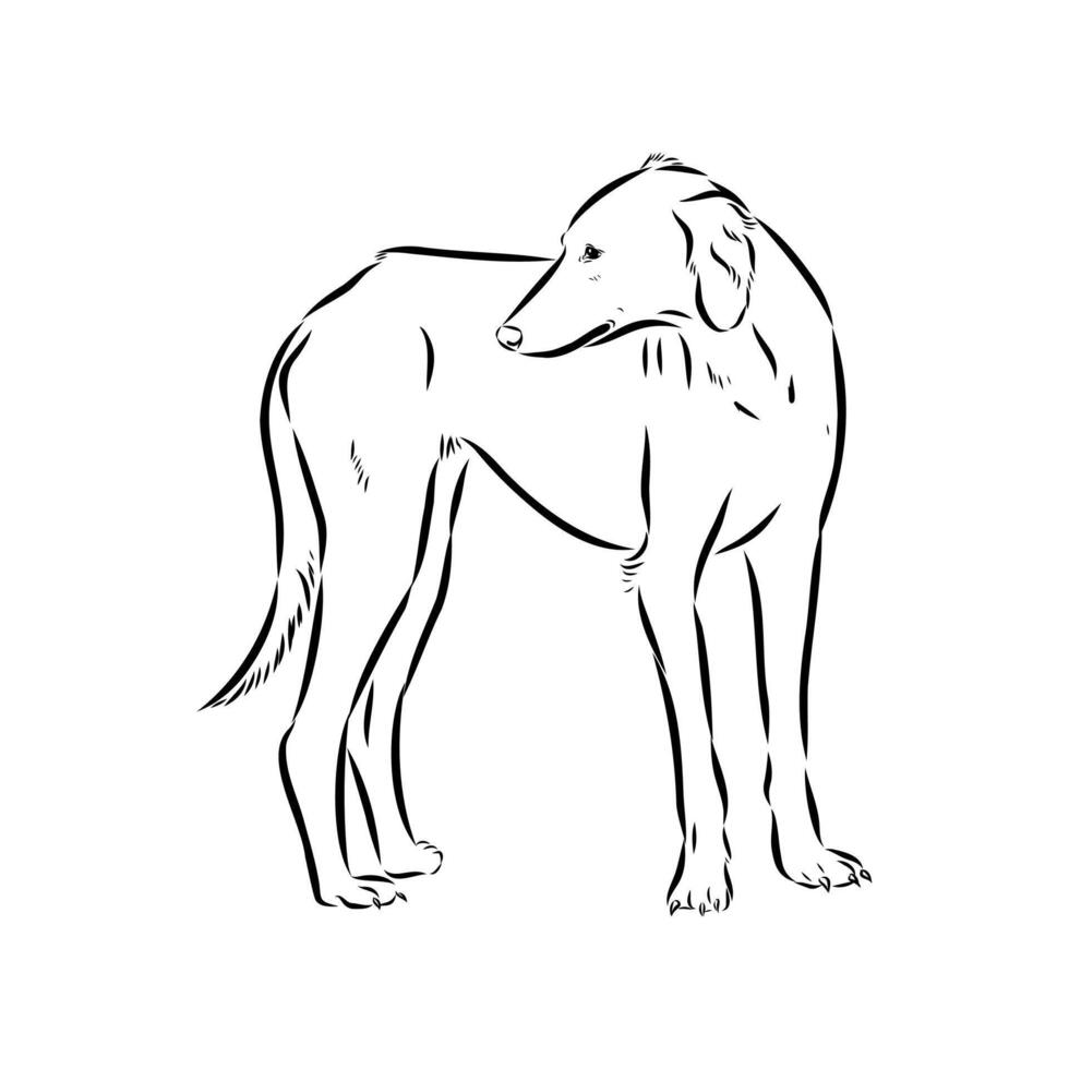 Kazakh greyhound dog tazy sketch vector