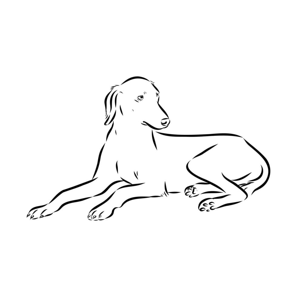Kazakh greyhound dog tazy vector