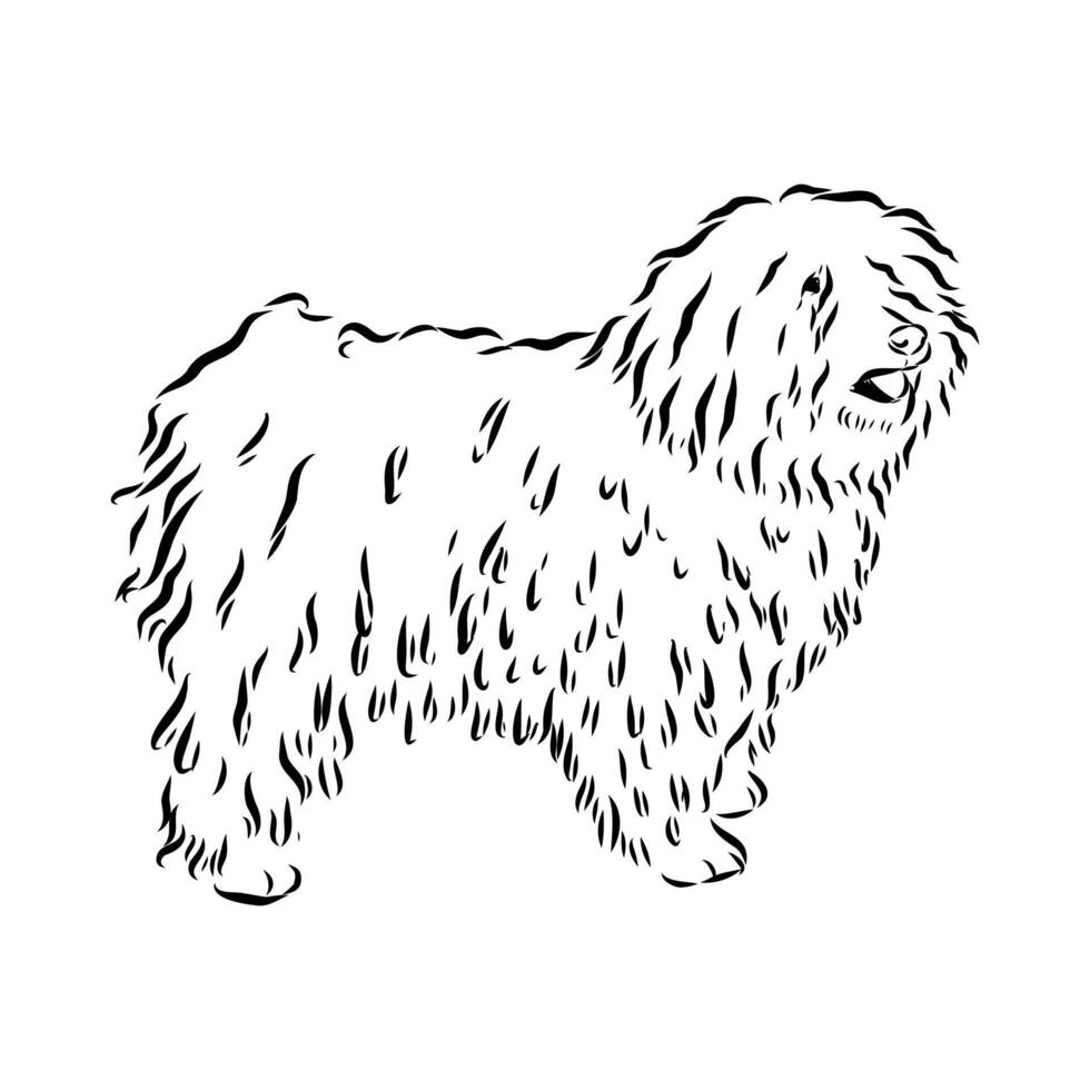 smart Hungarian shepherd Puli handmade sketch vector