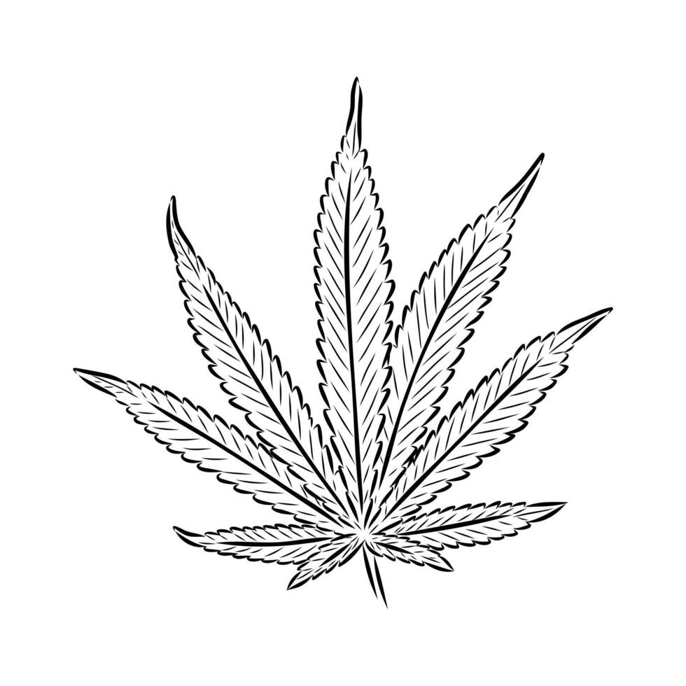 herbaceous plant hemp drawing vector