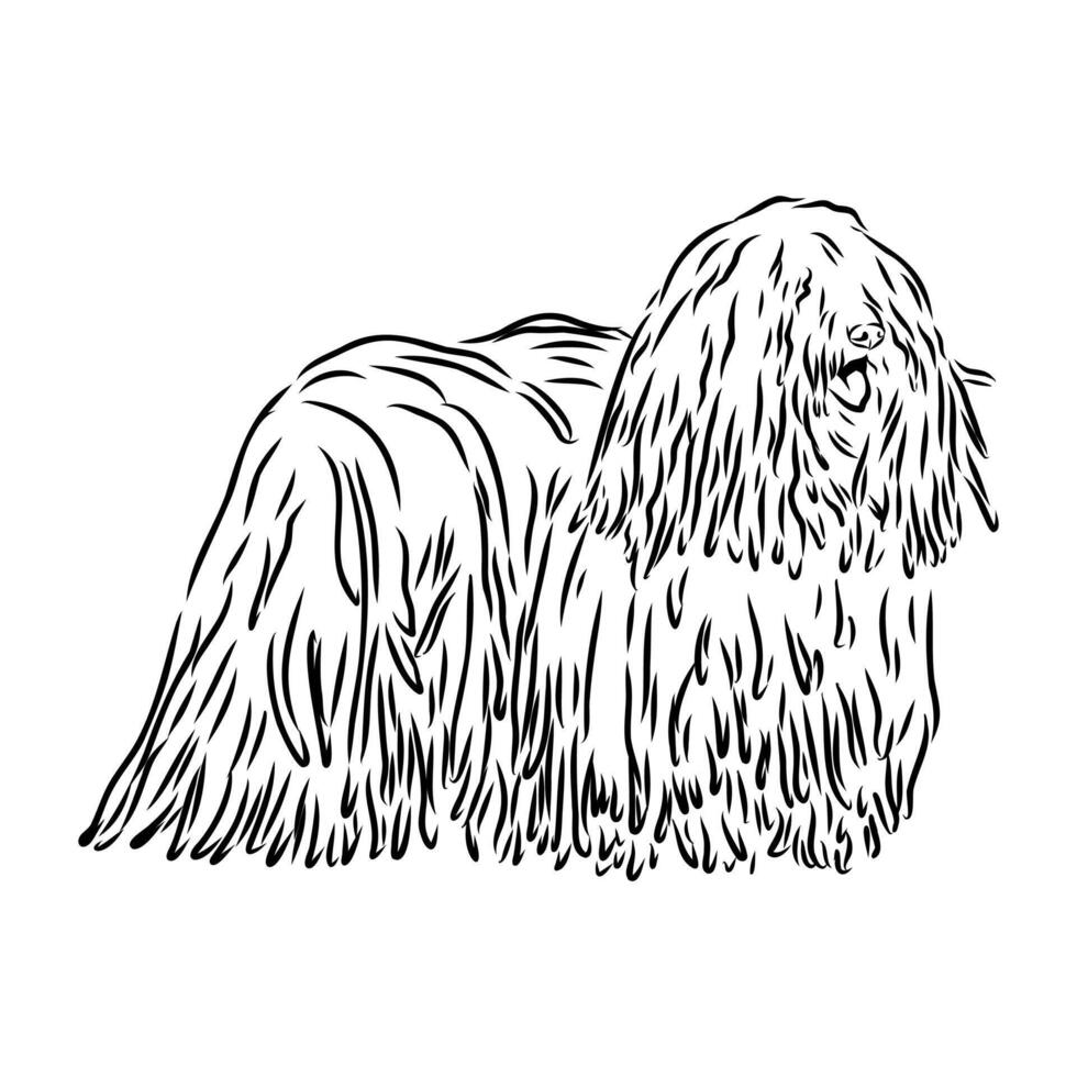puli dog handmade drawing vector