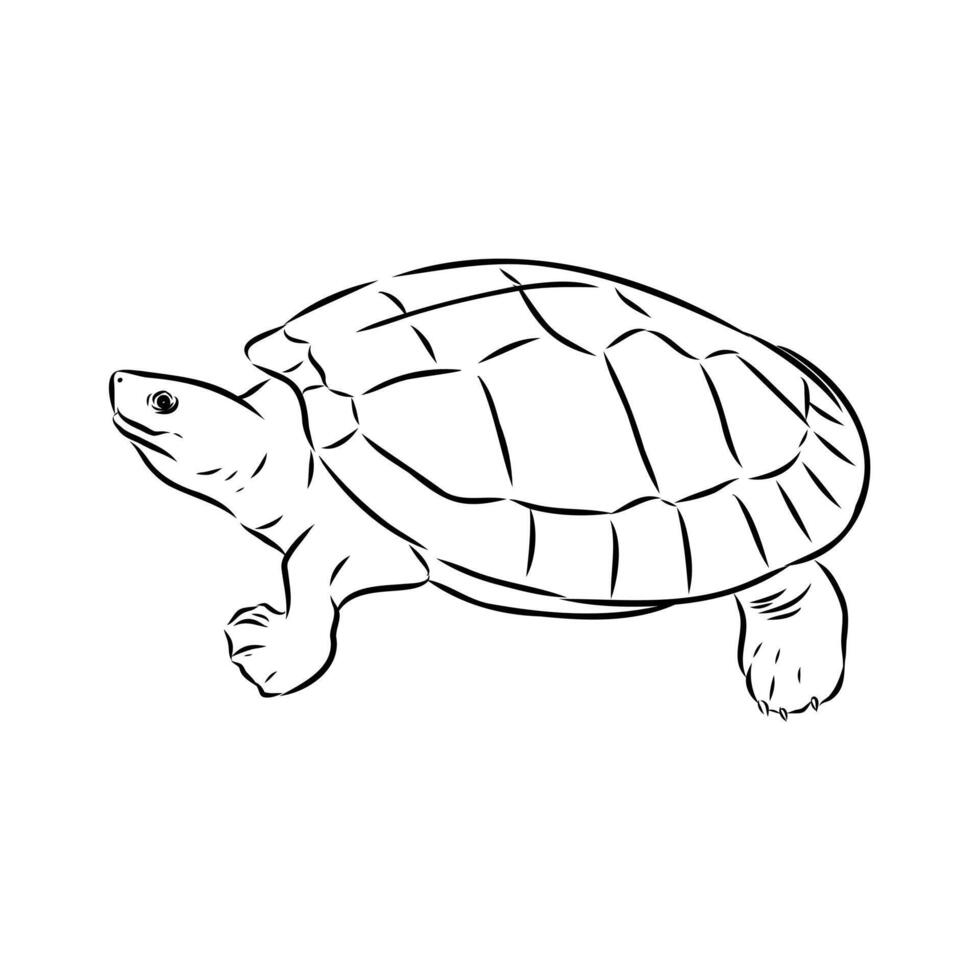 Asian freshwater turtle sketch vector