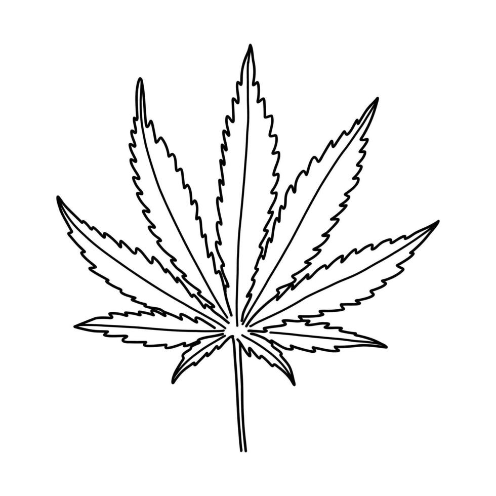leaf of the cannabis plant sketch vector