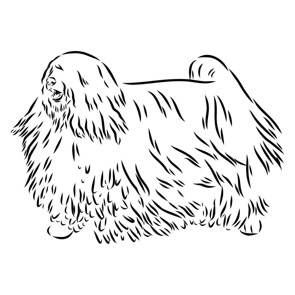 puli dog sketch vector