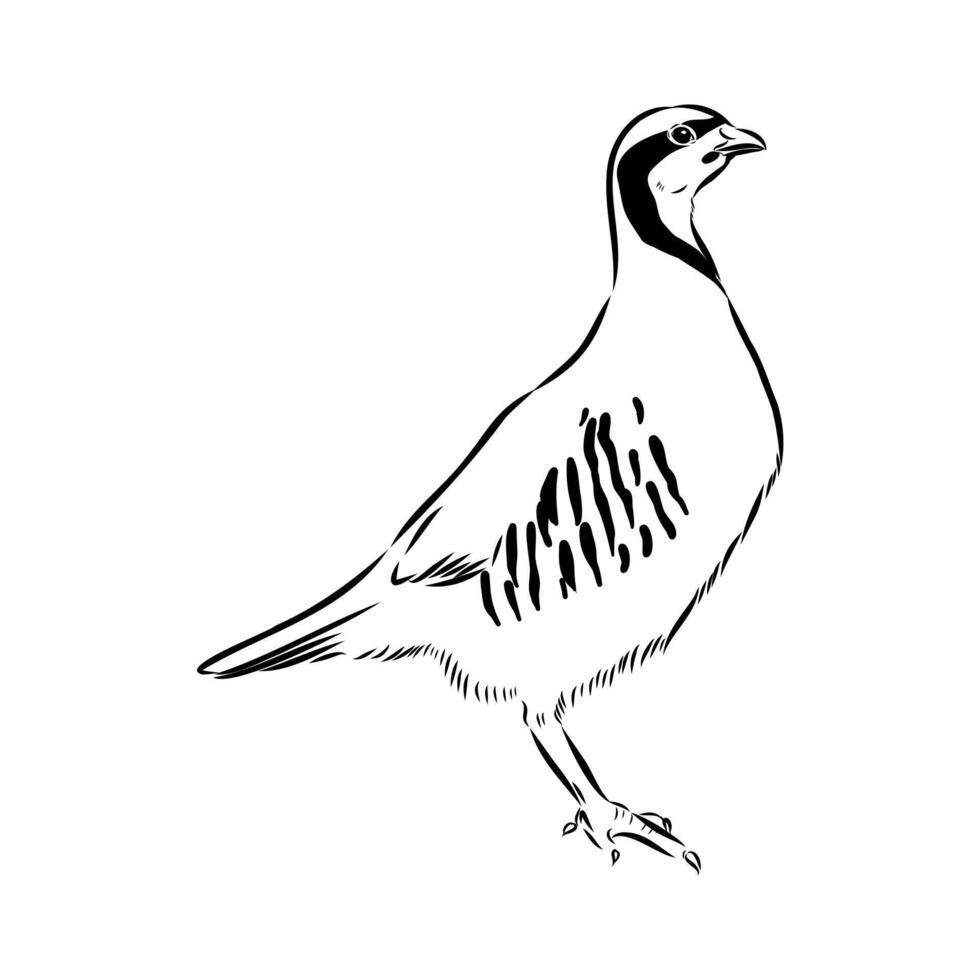 keklik bird black and white drawing vector