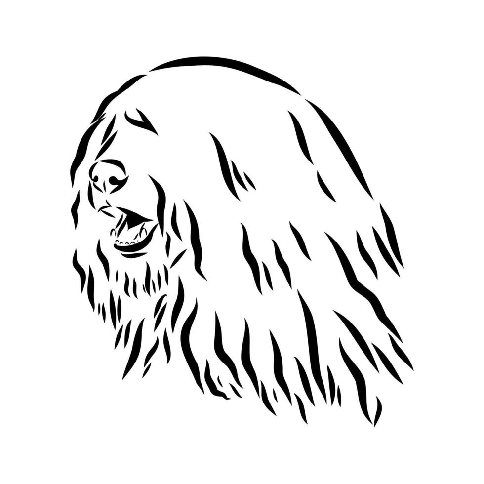 the head of the Hungarian shepherd Puli sketch vector