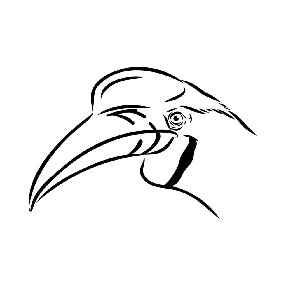 The head of a large rhinoceros bird drawing vector
