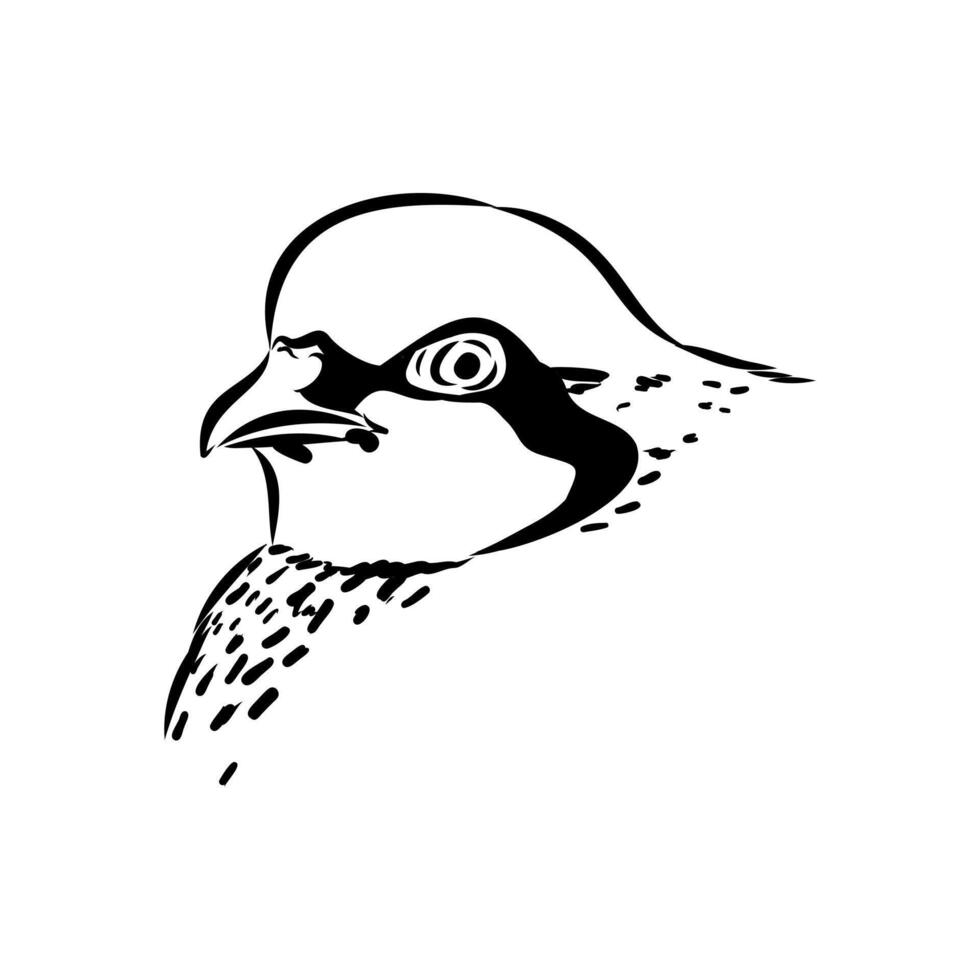 mountain chicken keklik bird drawing vector