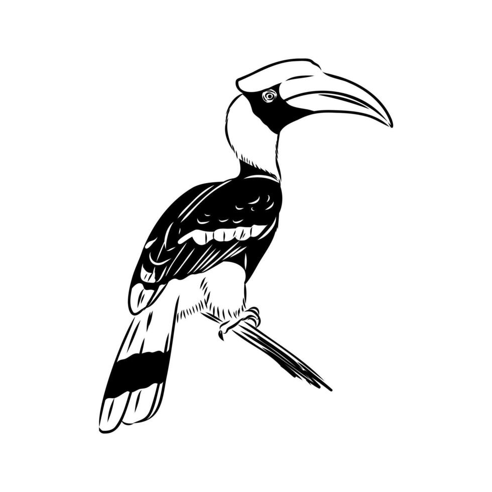 Large rhinoceros bird drawing vector