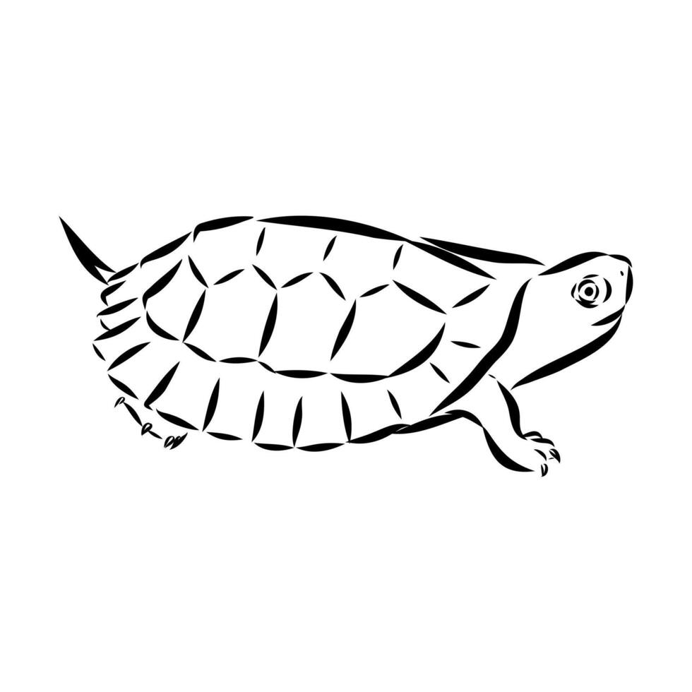 Asian freshwater turtle vector