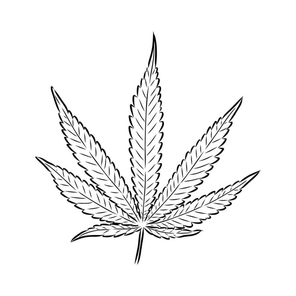 herbaceous plant hemp handmade sketch vector