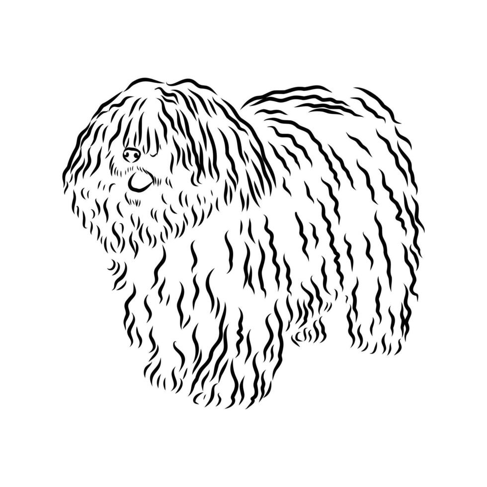 Hungarian shepherd puli sketch vector