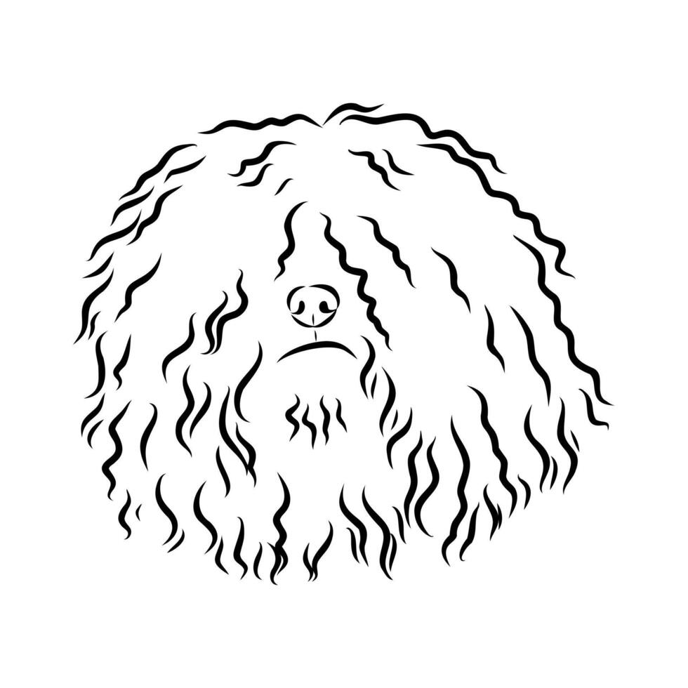The head of the Hungarian shepherd puli vector