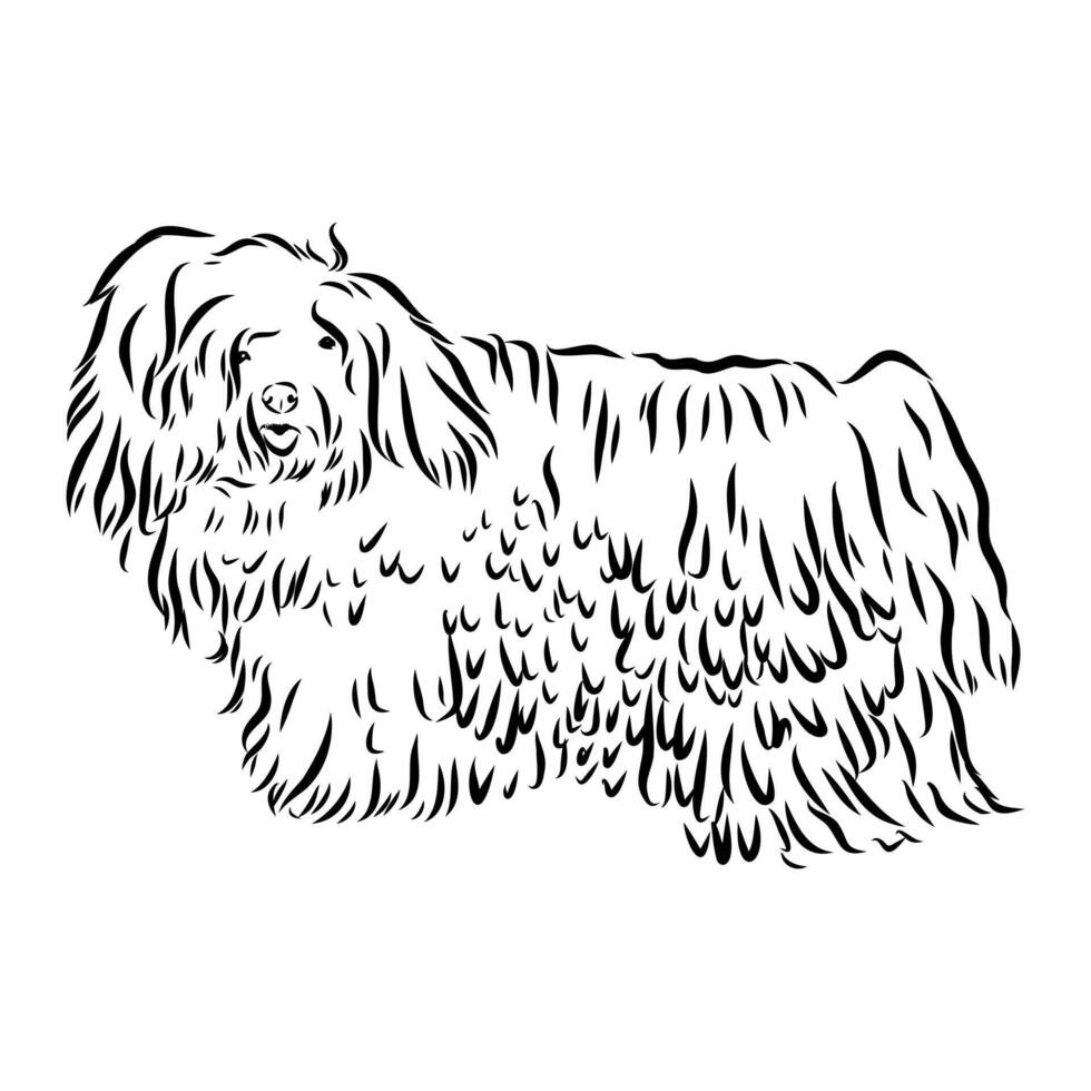 The clever Hungarian shepherd puli vector