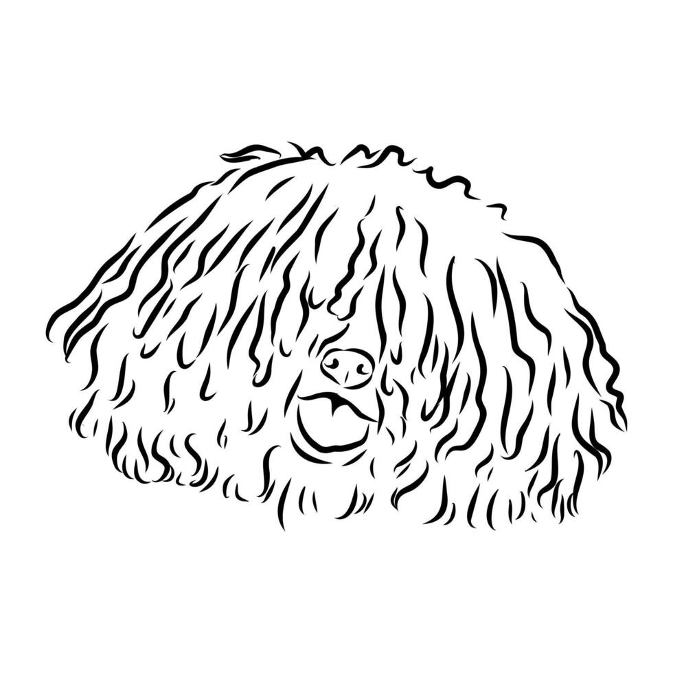 Hungarian shepherd Puli handmade drawing vector