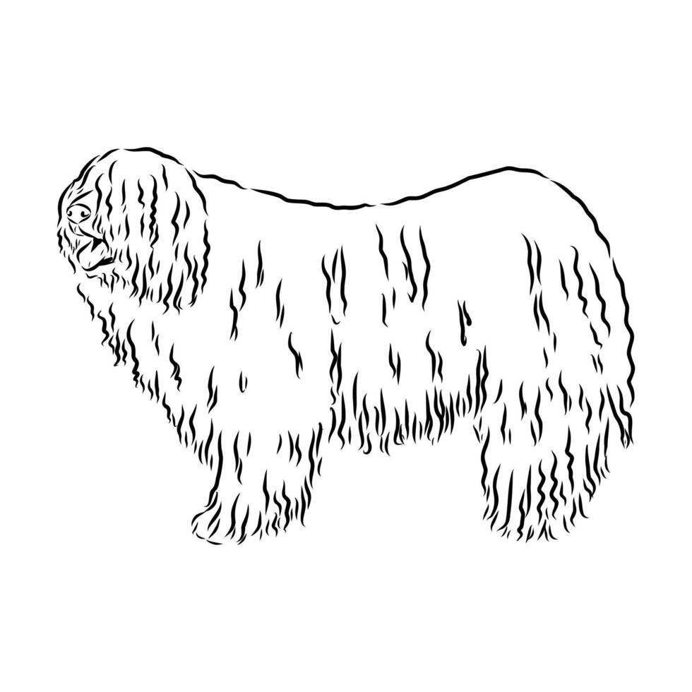 smart Hungarian shepherd puli handmade drawing vector