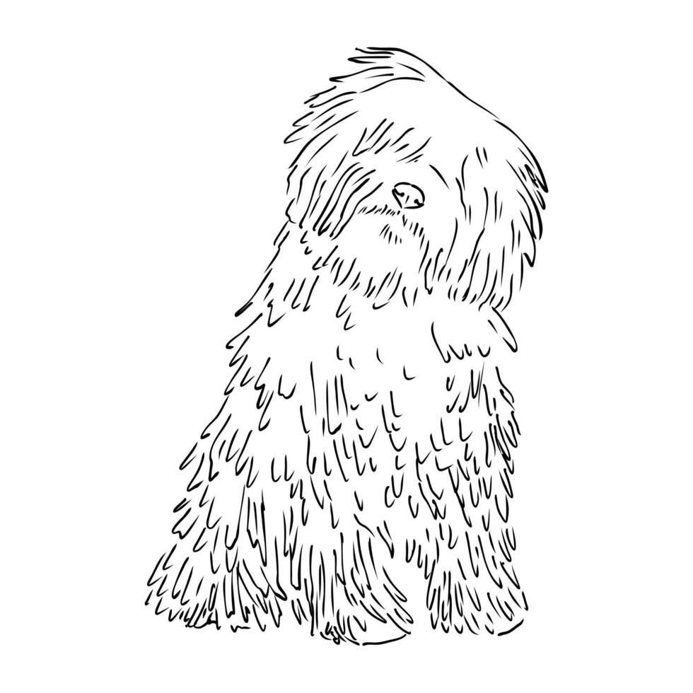 smart Hungarian shepherd Puli sketch vector