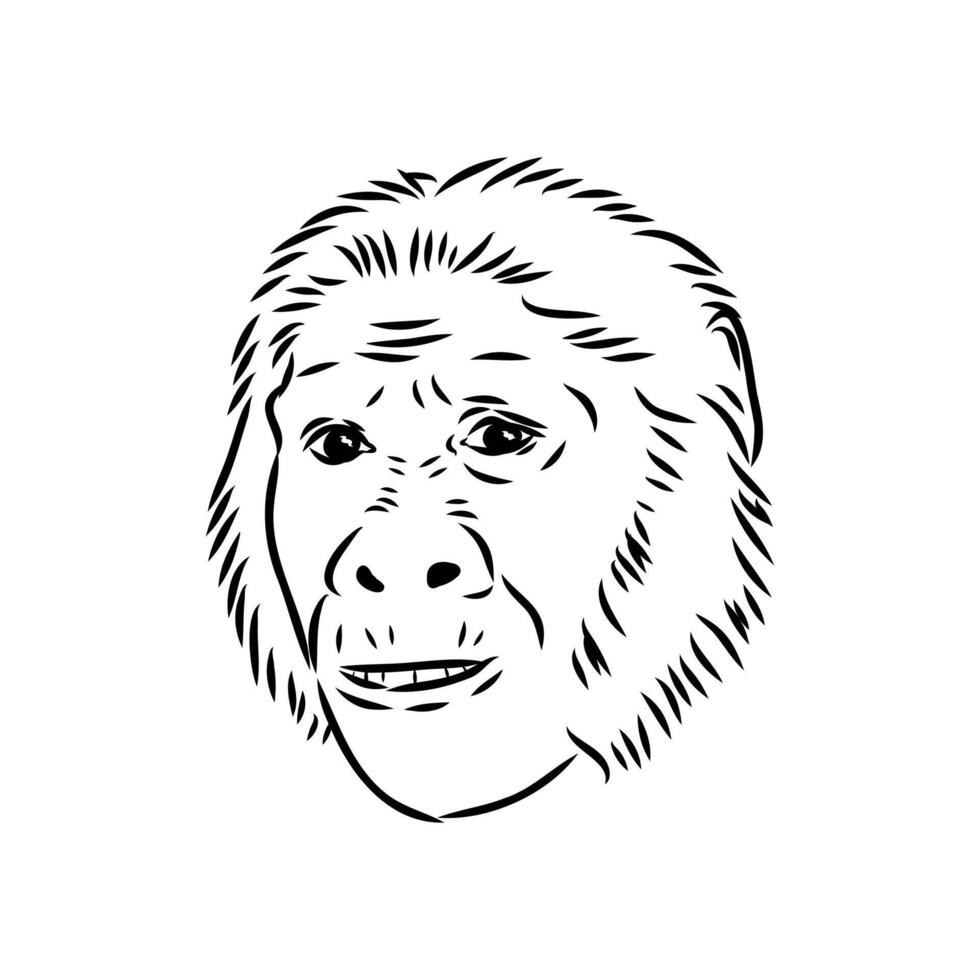 Australopithecus head sketch vector