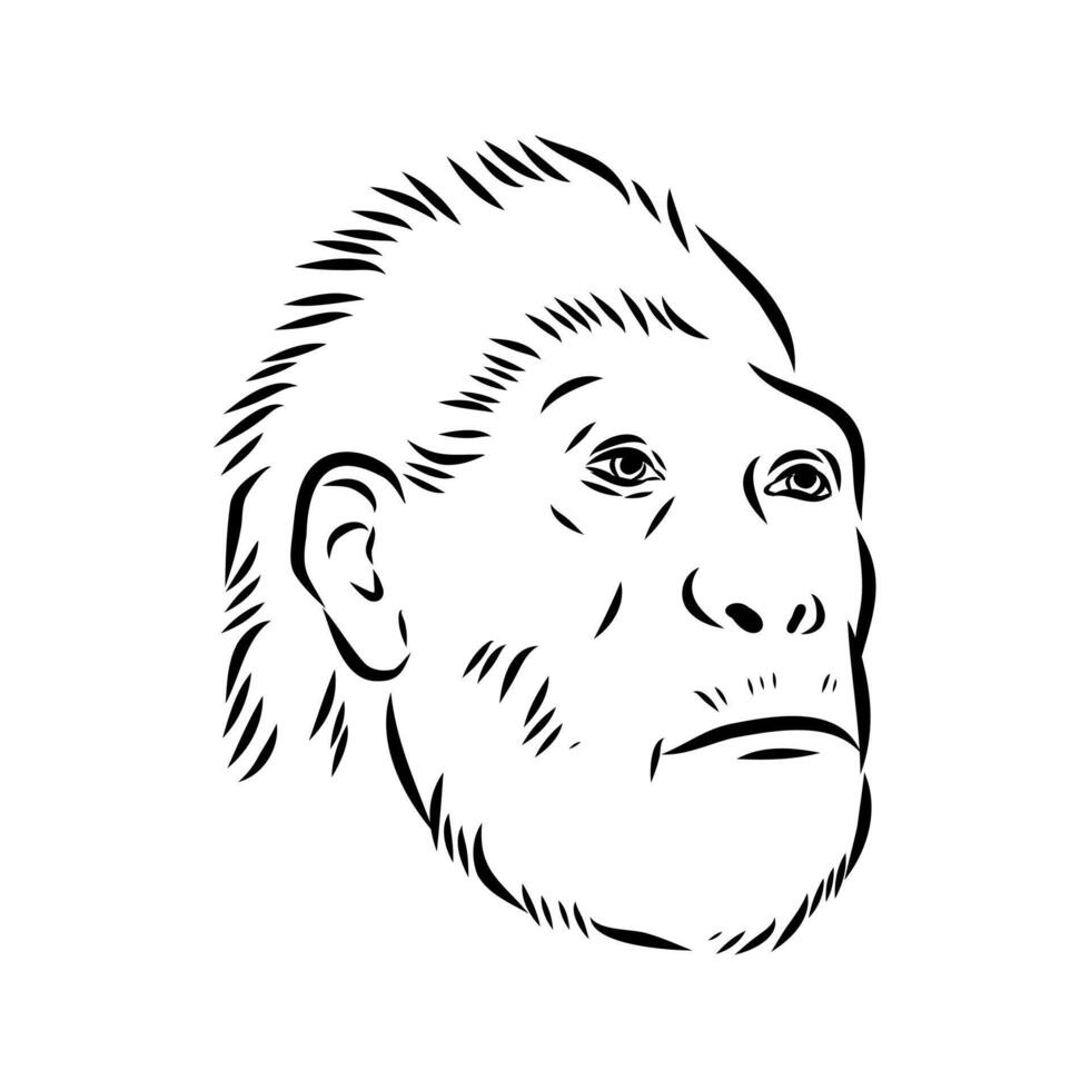 Australopithecus black and white drawing vector