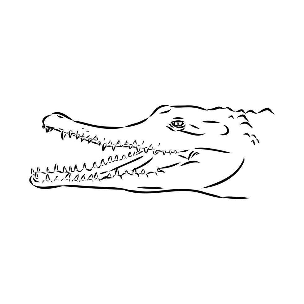 the head of a predatory narrow-necked crocodile sketch vector