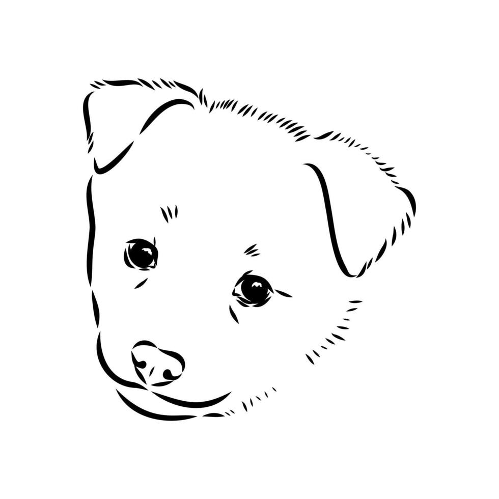 the head of the Scandinavian dog Norbotten husky vector