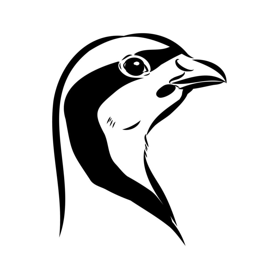 stone partridge keklik sketch vector