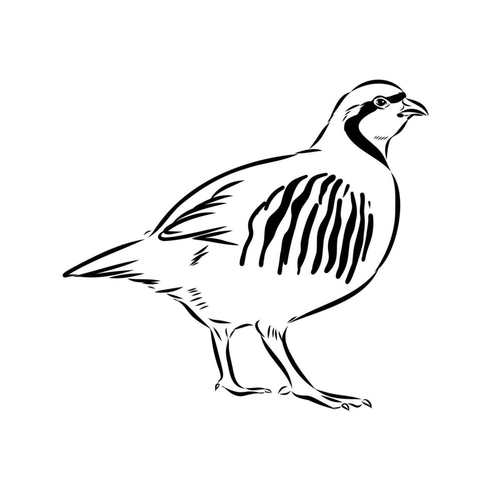 mountain partridge bird keklik sketch vector