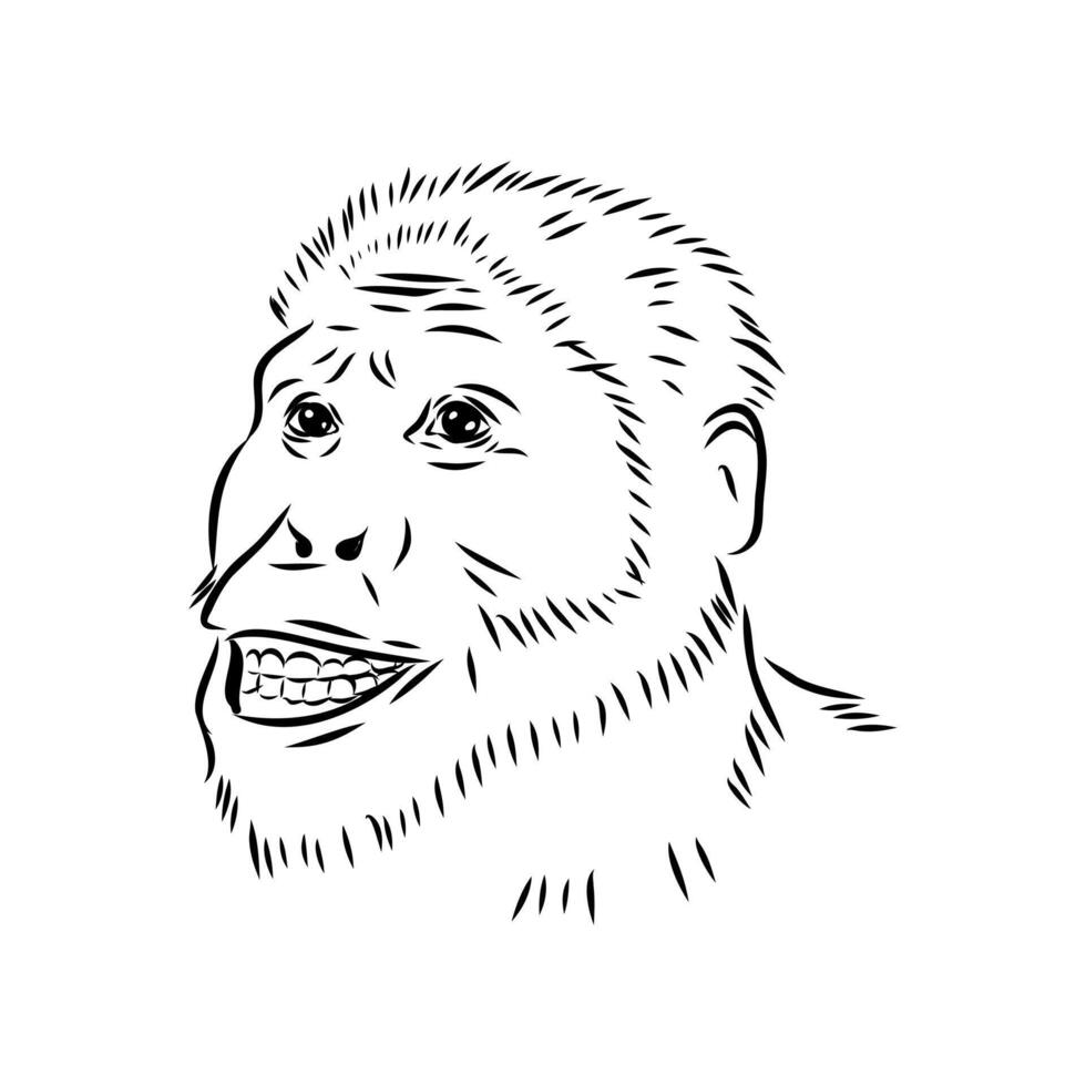 The human ancestor Australopithecus sketch vector