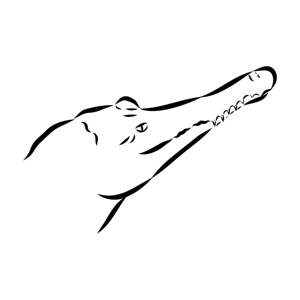 narrow-nosed crocodile sketch vector