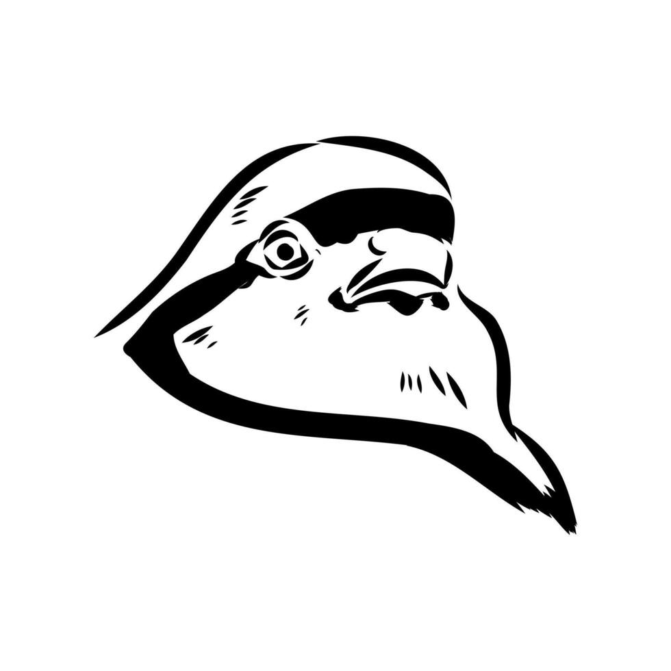 mountain partridge keklik vector