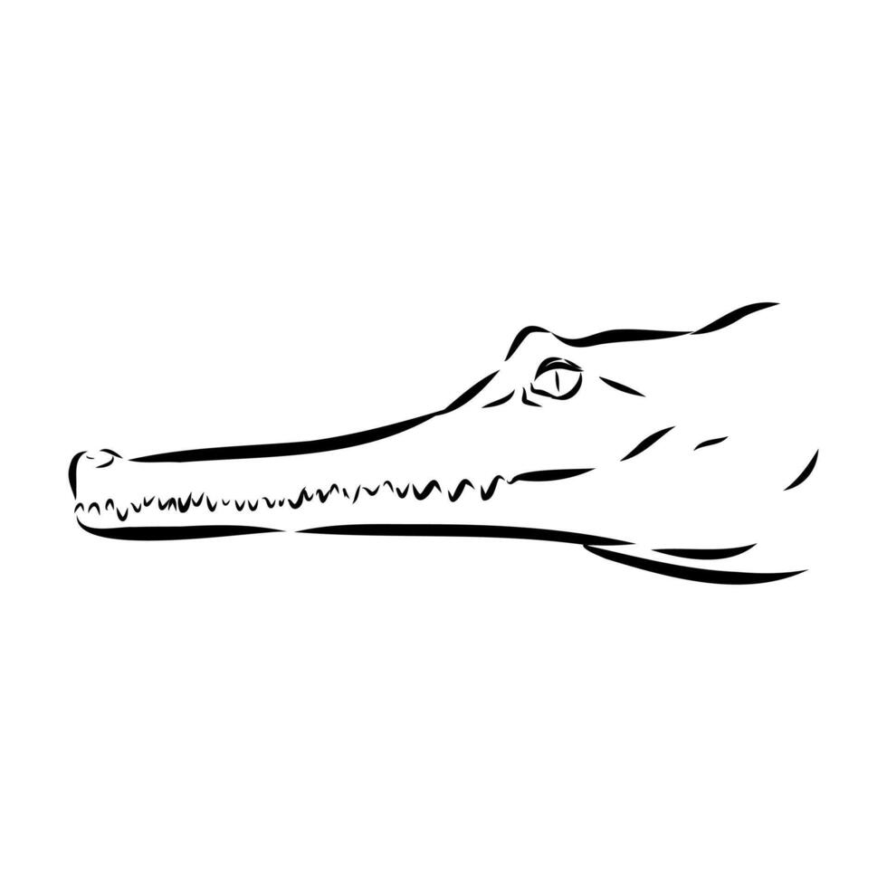 the head of a narrow-necked crocodile sketch vector