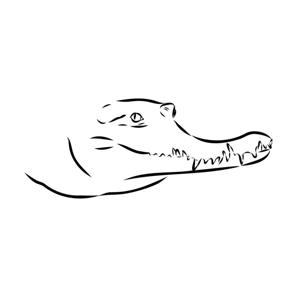 the head of a spotted narrow-nosed crocodile sketch vector