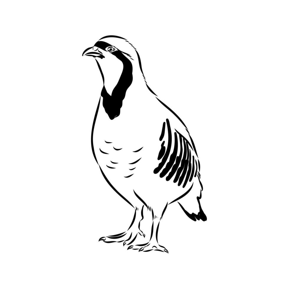 mountain partridge keklik bird black and white drawing vector