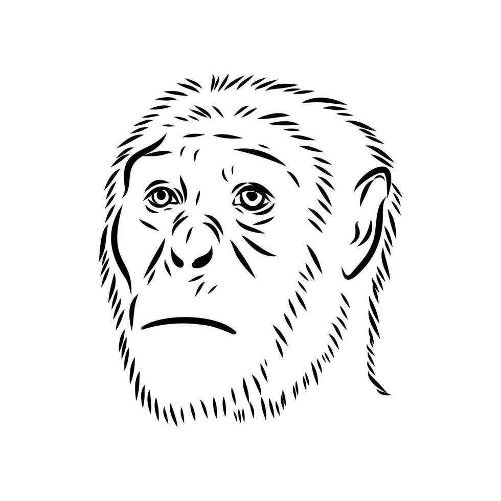 The human ancestor is Australopithecus vector