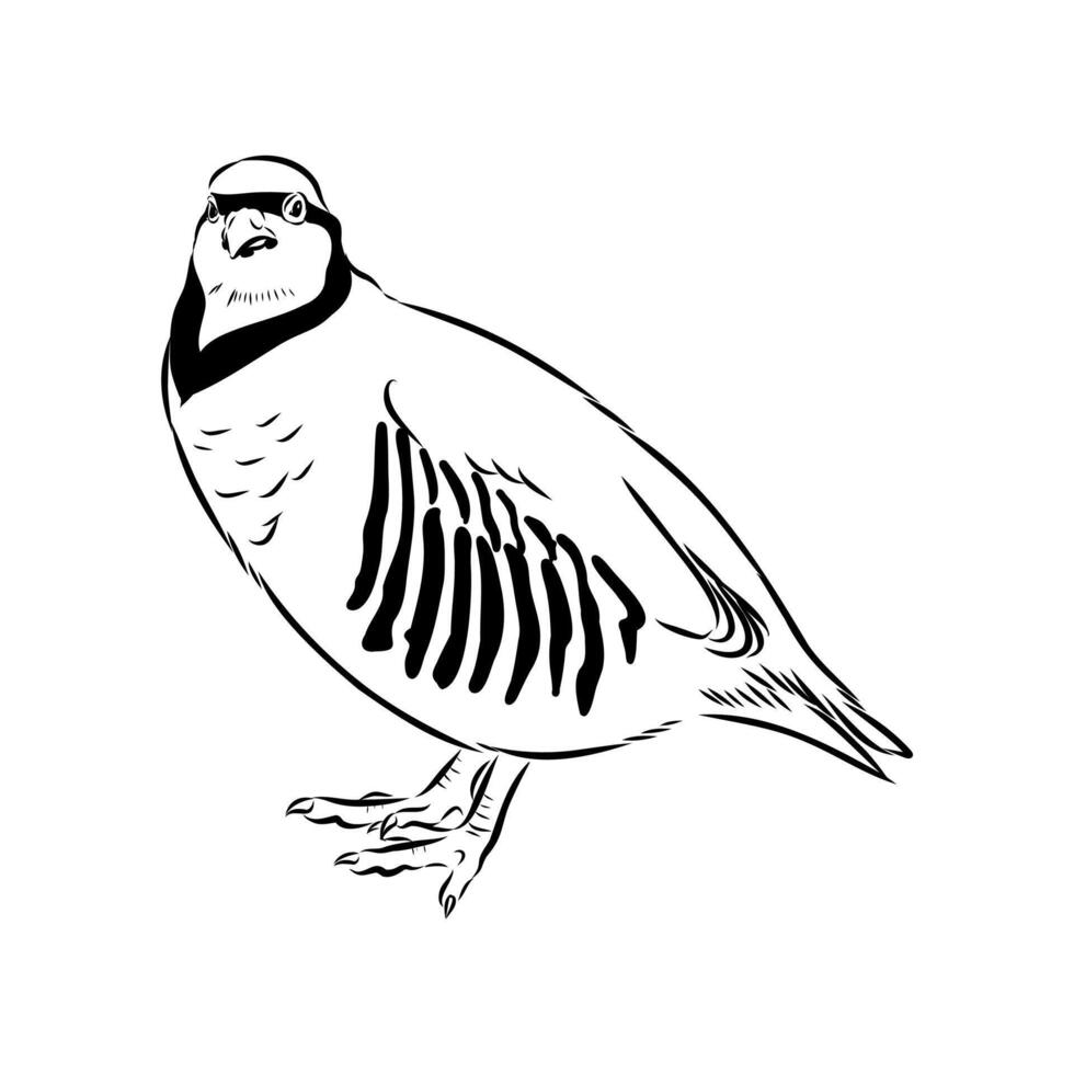 mountain partridge keklik black and white sketch vector