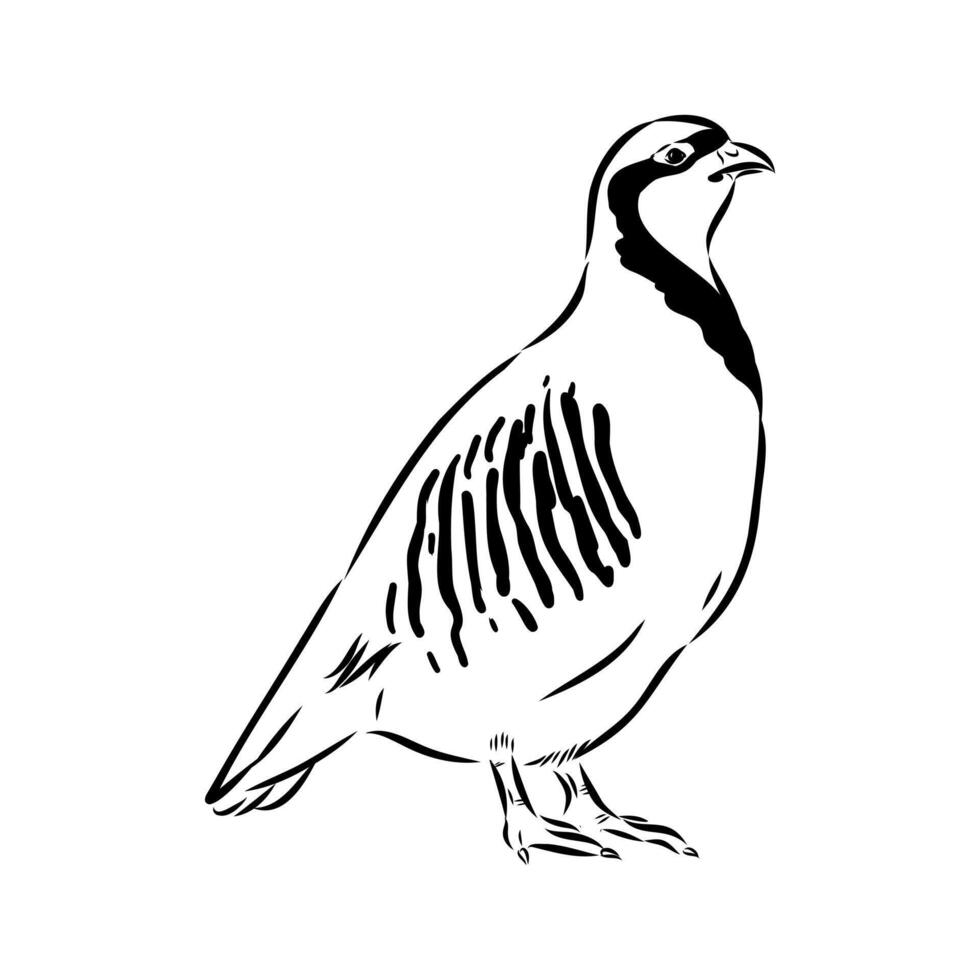 mountain partridge bird keklik drawing vector
