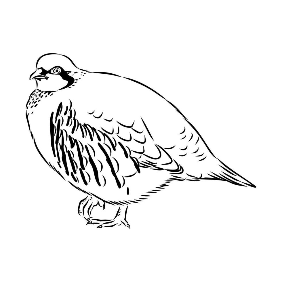 keklik bird black and white sketch vector