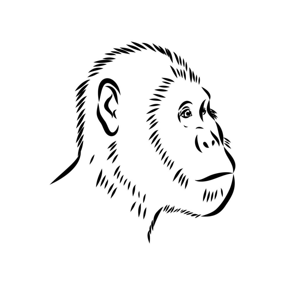 Australopithecus head black and white sketch vector