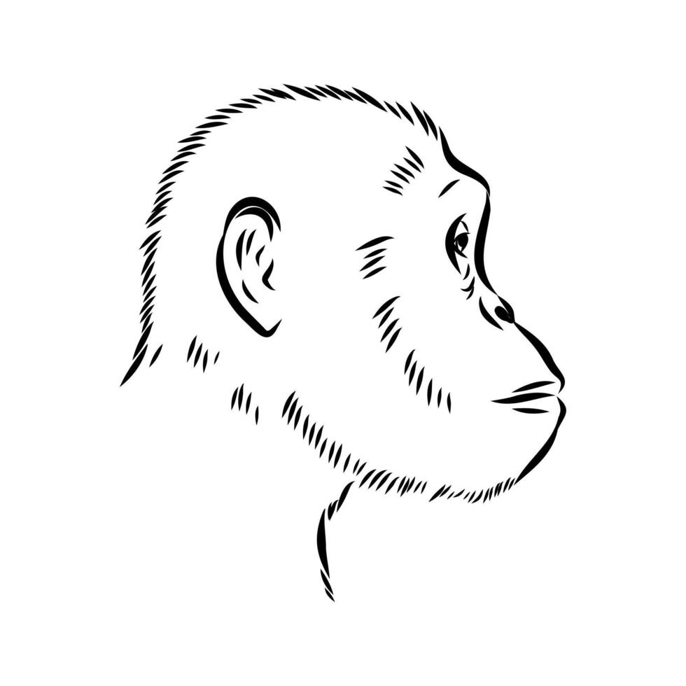 Australopithecus head black and white drawing vector