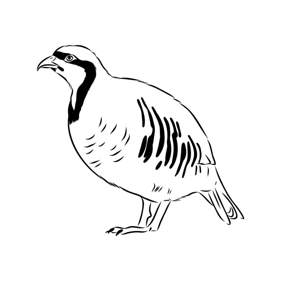 mountain partridge keklik black and white drawing vector