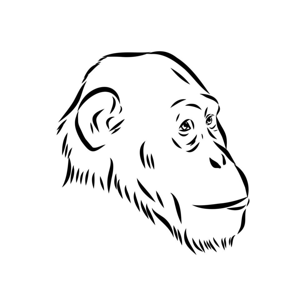 upright Australopithecus sketch vector