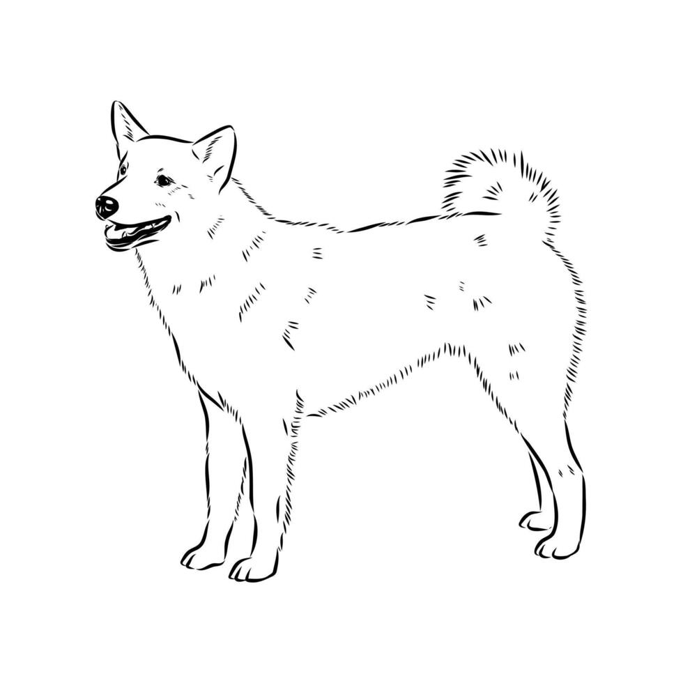 hunting dog Norbotten Spitz sketch vector