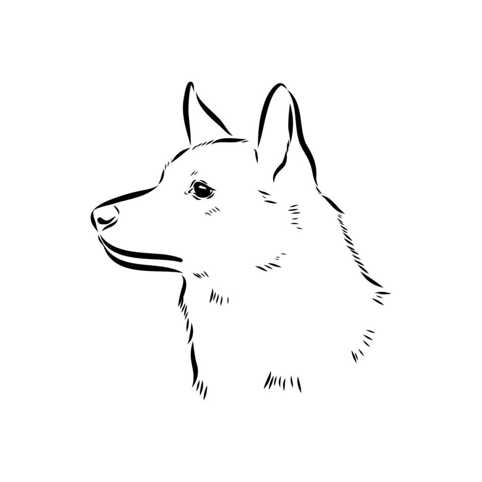 The dog's face is a Norbotten husky vector