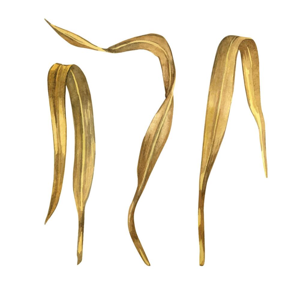 Set of dry yellow wheat leaves of different shapes on a white background. All objects are hand-drawn with watercolors. Watercolor illustration. Suitable for printing on fabric, paper, for design vector