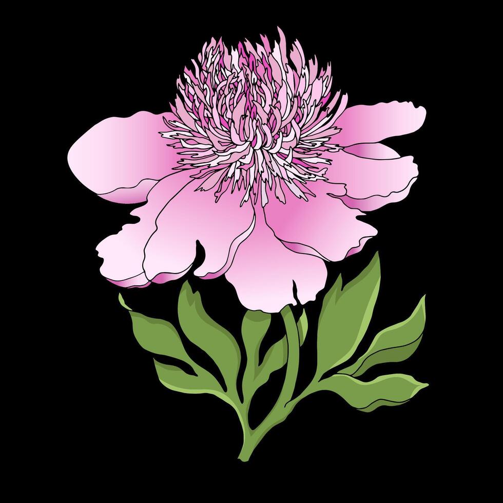 Peony flower isolated in black background. Hand drawn pink peony for wedding invitation, printing, sublimation, mug, tshirt, tumbler. vector