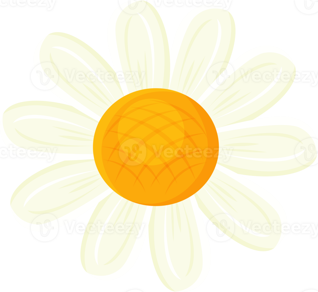 A vibrant yellow floral illustration showcases a single white daisy blossom in macro detail png