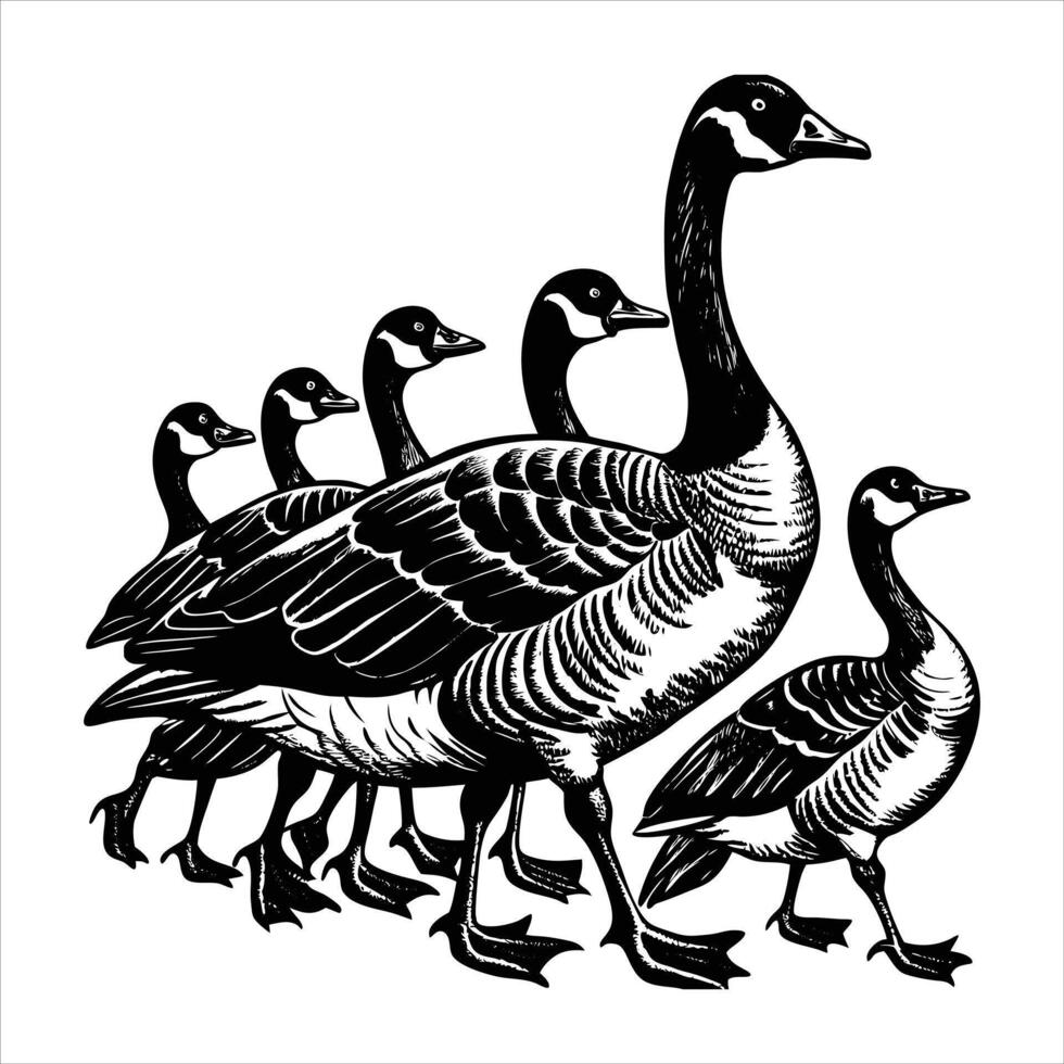 Family Canadian Geese. vector