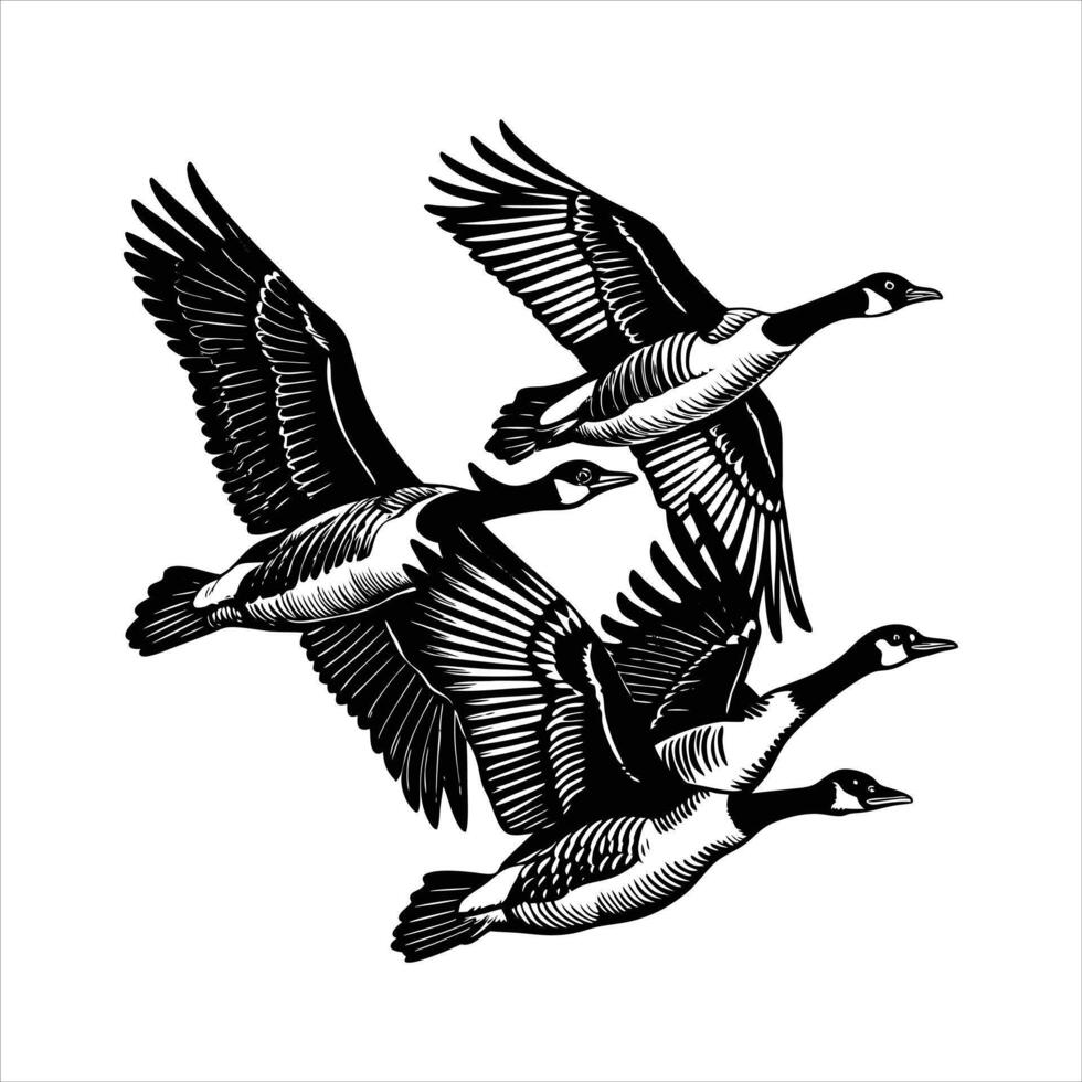 Canadian Geese Flying vector