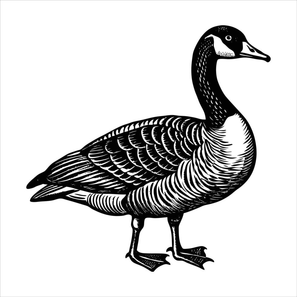 Canadian Goose Condor vector